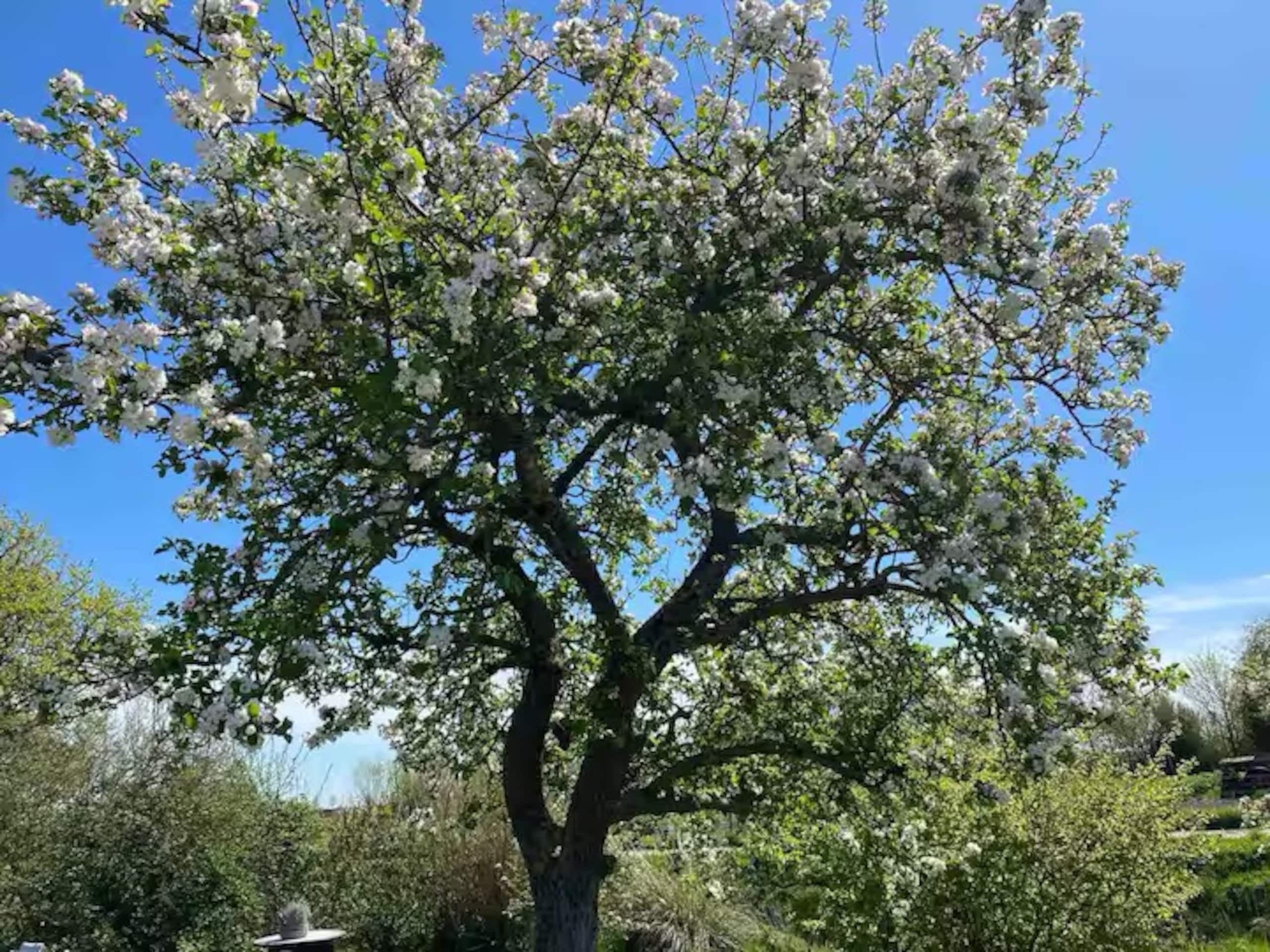 Bloeiende boom in de achtertuin